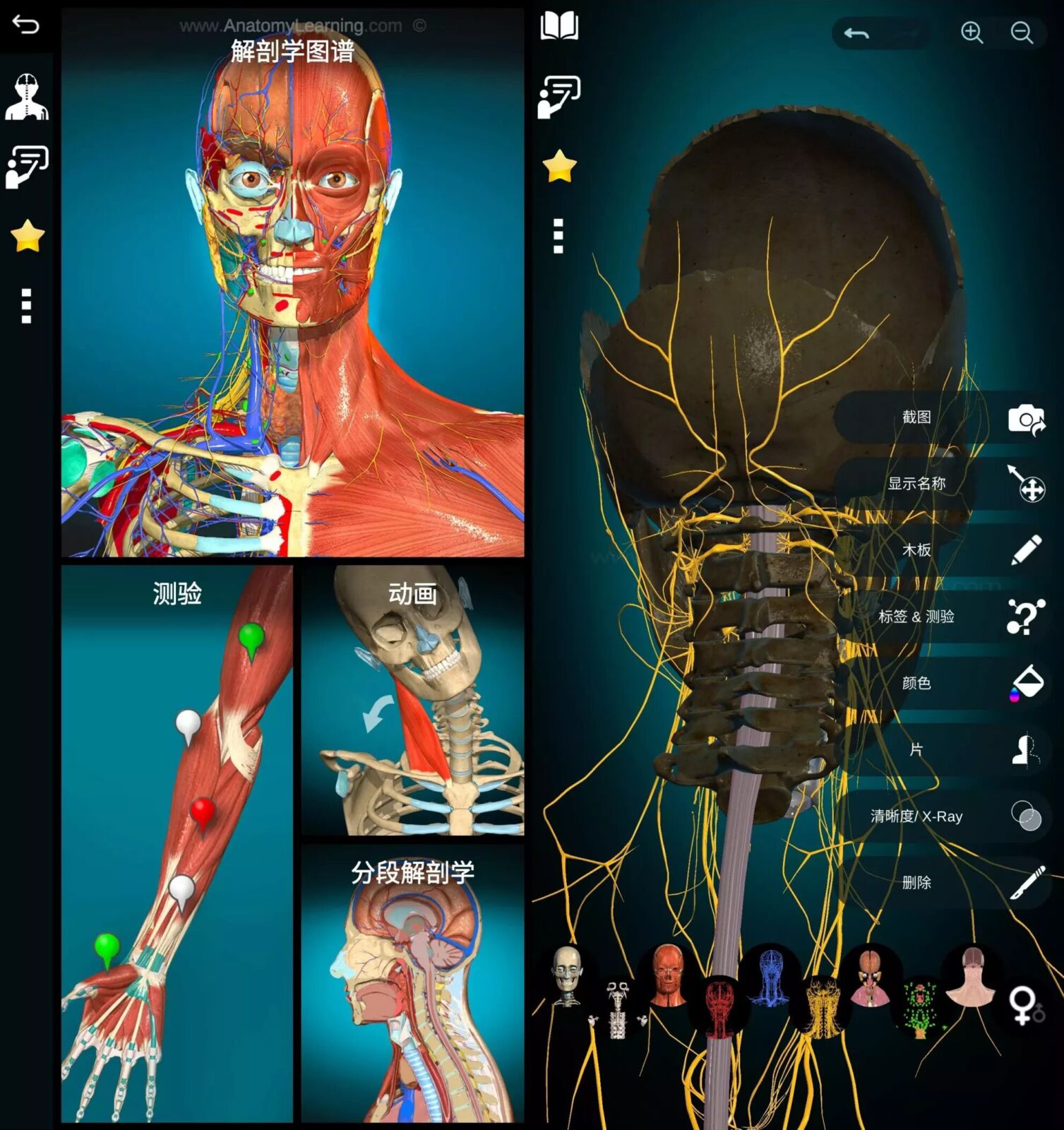 Anatomy Learning 3D解剖学图谱：医学生与临床工作者的三维解剖学-山海之花 - 宝藏星球屋