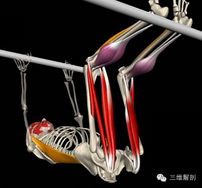 Internal Organs 3D 人体3D解剖学*4.1.6高级版