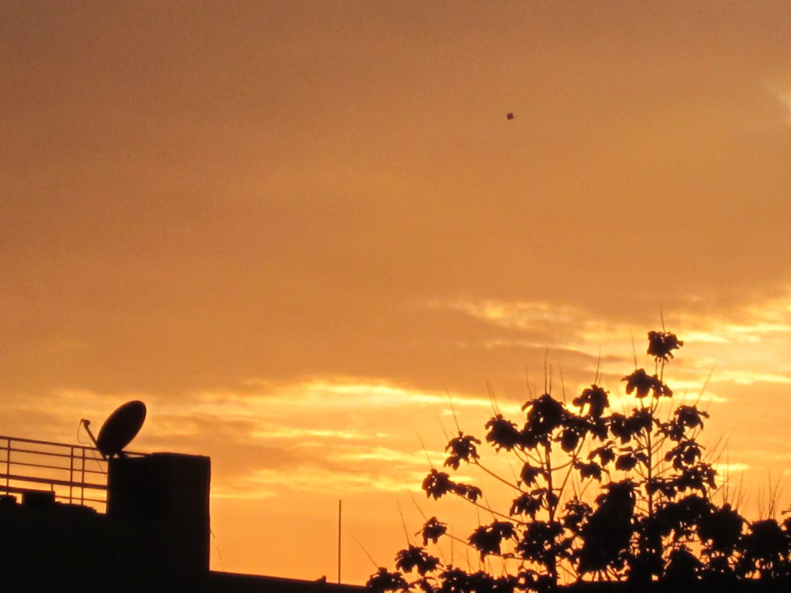 Bird Alone 截图