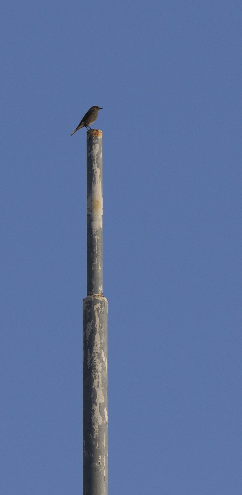 Bird Alone 截图