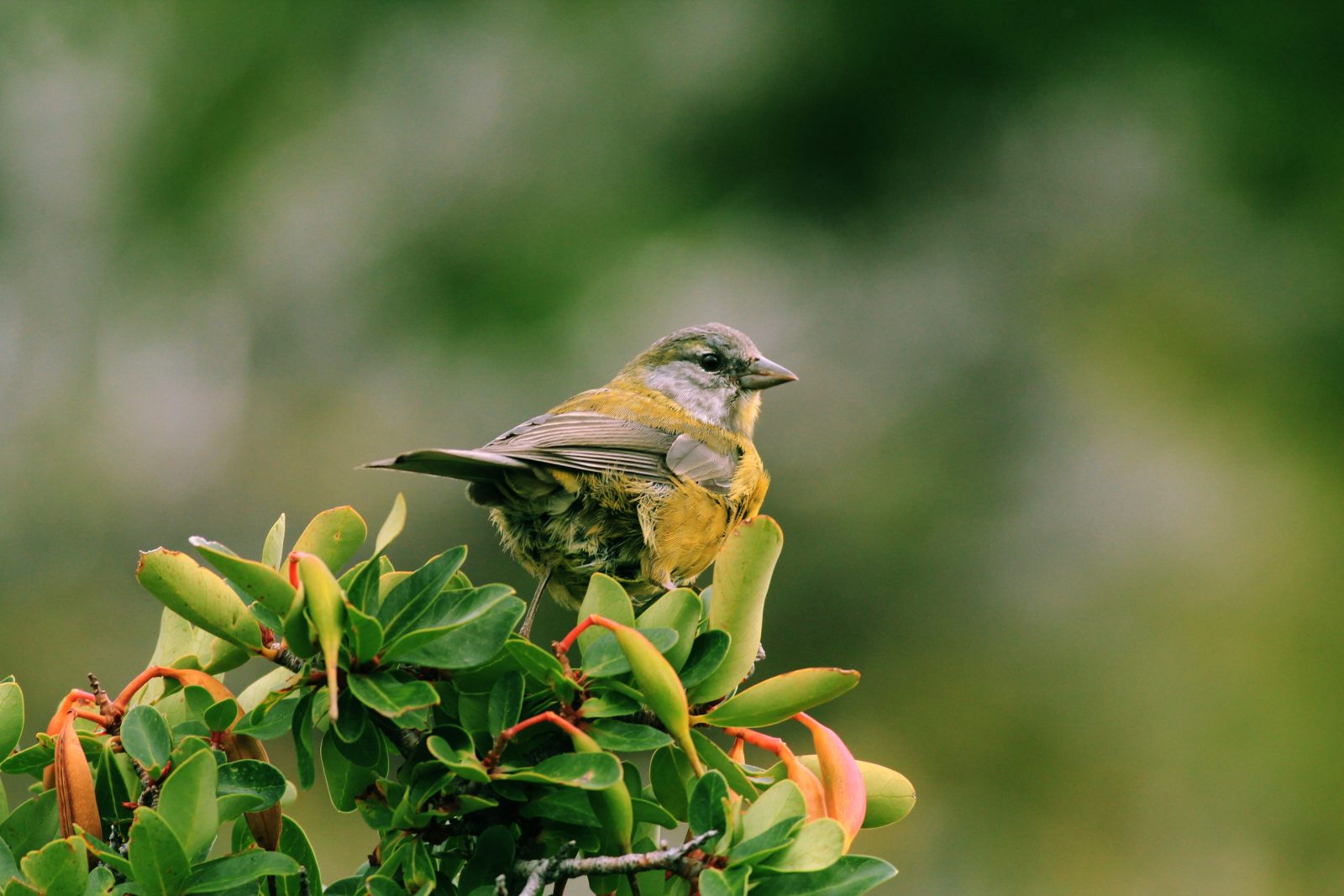 Bird Alone 截图