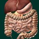 Internal Organs 3D (Anatomy) 4.1.6(1)