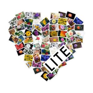 FigrCollage 3.3.2 Mac激活版，一键拼合海量照片生成创意图形，解决手动排版繁琐难题-山海之花 - 宝藏星球屋