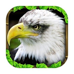 《Eagle Simulator》v1.2 手机完整版！以真实生物行为为蓝本的简化鹰类飞行捕食模拟，强调俯冲、捕猎与成长循环