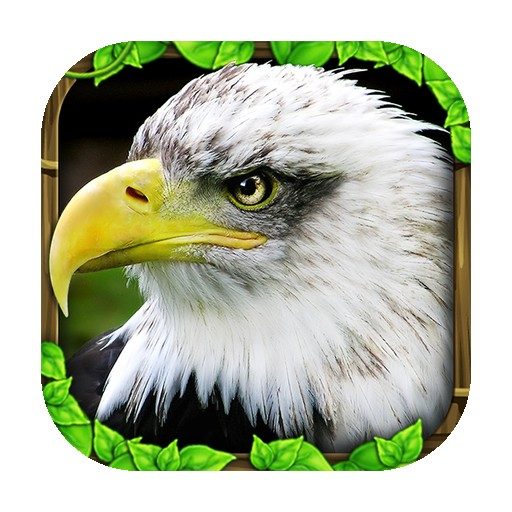 《Eagle Simulator》v1.2 手机完整版!以真实生物行为为蓝本的简化鹰类飞行捕食模拟,强调俯冲、捕猎与成长循环-山海之花 - 宝藏星球屋